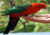 Фото Королевский попугай (Alisterus scapularis) ручные птенцы из питомника